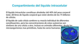 Líquidos corporales - presentacion. 2023.pptx