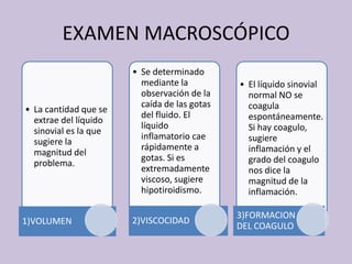 EXAMEN MACROSCÓPICO