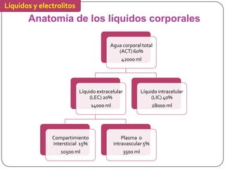 Líquidos y electrolitos
       Anatomía de los líquidos corporales

                                         Agua corporal total
                                            (ACT) 60%
                                                42000 ml




                          Líquido extracelular             Líquido intracelular
                               (LEC) 20%                        (LIC) 40%
                                  14000 ml                      28000 ml




               Compartimiento                    Plasma o
               intersticial 15%              intravascular 5%
                  10500 ml                       3500 ml
 