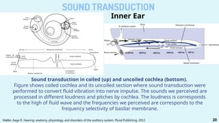 LR - The Physiology of Inner Ear - IH.pptx