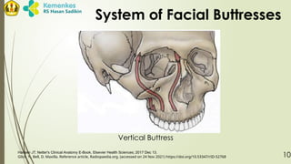 Netter Maxilla LR - TRAUMA OF MAXILLARY SINUSSSSSS.pptx
