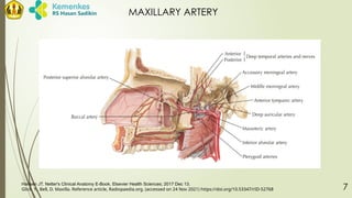 Netter Maxilla LR - TRAUMA OF MAXILLARY SINUSSSSSS.pptx