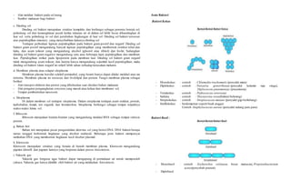 - Alat melekat bakteri pada sel inang
- Sumber makanan bagi bakteri
c. Dinding sel
Dinding sel bakteri merupakan struktur kompleks dan berfungsi sebagai penentu bentuk sel,
pelindung sel dari kemungkinan pecah ketika tekanan air di dalam sel lebih besar dibandingkan di
luar sel, serta pelindung isi sel dari perubahan lingkungan di luar sel. Dinding sel bakteri tersusun
atas peptidoglikan (murien), yang menyebabkan kakunya dinding sel.
Terdapat perbedaan lapisan peptidoglikan pada bakteri gram positif dan negatif. Dinding sel
bakteri gram positif mengandung banyak lapisan peptidoglikan yang membentuk struktur tebal dan
kaku, dan asam teikoat yang mengandung alcohol (gliserol atau ribitol) dan fosfat. Sedangkan
dinding sel bakteri gram negative mengandung satu atau beberapa lapis peptidoglikan dan membran
luar. Peptidoglikan terikat pada lipoprotein pada membran luar. Dinding sel bakteri gram negatif
tidak mengandung asam teikoat, dan karena hanya mengandung sejumlah kecil peptidoglikan, maka
dinding sel bakteri Gram negatif ini relatif lebih tahan terhadap kerusakan mekanis.
d. Membran plasma atau selaput sitoplasma
Membran plasma bersifat selektif permeabel, yang berarti hanya dapat dilalui molekul atau zat
tertentu. Membran plasma ini tersusun dari fosfolipid dan protein. Fungsi membran plasma sebagai
berikut:
- Alat transpor elektron dan proton yang dibebaskan saat oksidasi bahan makanan
- Alat pengatur pengangkutan senyawa yang masuk atau keluar dari membrane sel,
- Tempat pembentukan mesosom.
e. Sitoplasma
Di dalam membran sel terdapat sitoplasma. Dalam sitoplasma terdapat asam nukleat, protein,
karbohidrat, lemak, ion organik, dan kromatofora. Sitoplasma berfungsi sebagai tempat terjadinya
reaksi-reaksi kimia sel.
f. Ribosom
Ribosom merupakan butiran-butiran yang mengandung molekul RNA sebagai tempat sintesis
protein.
g. Bahan Inti
Bahan inti merupakan pusat pengendalian aktivitas sel yang berisii DNA. DNA bakteri berupa
rantai tunggal berbentuk lingkaran yang disebut nukleoid. Beberapa jenis bakteri mempunyai
tambahan DNA yang membentuk lingkaran kecil disebut plasmid.
h. Klorosom
Klorosom merupakan struktur yang berada di bawah membran plasma. Klorosom mengandung
pigmen klorofil dan pigmen lainnya yang berperan dalam proses fotosintesis.
i. Vakuola gas
Vakuola gas berguna agar bakteri dapat mengapung di permukaan air untuk memperoleh
cahaya. Vakuola gas hanya dimiliki oleh bakteri air yang melakukan fotosintesis.
Jenis Bakteri
Bakteri Kokus
- Monokokus : contoh : Chlamydia trachomatis (penyakit mata)
- Diplokokus : contoh : Neisseria gonorrhoeae (penyakit kelamin raja singa),
Diplococcus pneumoniae (pneumonia)
- Tetrakokus : contoh : Pediococcus cerevisiae
- Sarkina : contoh : Thiosarcina rosea(bakteri belerang)
- Streptokokus : contoh : Streptococcus mutans (penyakit gigi berlubang)
- Stafilokokus : berdempetan seperti buah anggur.
Contoh :Staphylococcus aureus (penyakit radang paru paru)
Bakteri Basil :
- Monobasil : contoh : Escherichia coli(usus besar manusia), Propionibacterium
acnes(penyebab jerawat)
- Diplobasil
 