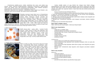 Archaebacteria memiliki susunan, struktur, metabolisme dan urutan asam nukleat yang
berbeda dengan Eubacteria, sehingga dipisahkan kingdomnya. Archaebacteria adalah kelompok
bakteri yang dinding selnya tidak mengandung peptidokglikan, namun membrane plasmanya
mengandung lipid. Archaebacteria ini hidup di lingkungan yang ekstrim.
Berdasarkan metabolisme dan ekologinya, Archaebacteria dibagi menjadi tiga kelompok, yaitu
metanogen, halofil ekstrem (halofilik) dan termofil ekstrem (termoasidofilik).
1. Metanogen
Dinamakan metanogen karena bakteri jenis ini bermetabolisme
membentuk gas metana (CH4) dengan cara mereduksi karbon
dioksida (CO2). Metanogen bersifat anaerobik dan
kemosintetik. Metanogen hidup di lumpur, rawa, dan tempat-
tempat yang kekurangan oksigen. Metanogen memperoleh
makanan dengan membusukkan sisa-sisa tumbuhan yang mati
lalu menghasilkan gas metana dengan persamaan reaksi sebagai
berikut: 4H2 + CO2 → CH4 + H2O. Contoh dari bakteri ini
adalah Methanococcus jannaschii . Beberapa metanogen juga ditemukan bersimbiosis dengan rumen
herbivora serta saluran pencernaan rayap sebagai agen fermentasi selulosa.
2. Halofil ekstrem (halofilik)
Halofil ekstrem (halo = garam, philos = pecinta) bersifat
heterotrof. Halofil ekstrem ini hidup pada lingkungan yang
berkadar garam tinggi seperti di danau air asin atau di Laut
Mati. Halofil ekstrem melakukan respirasi aerobik untuk
menghasilkan energi, ada juga beberapa yang dapat
berfotosintesis. Klorofilnya disebut bakteriorodopsin yang
menghasilkan warna ungu. Contohnya adalah Halobacterium.
3. Termofil ekstrem (Termoasidofilik)
Bakteri ini hidup di tempat yang bersuhu tinggi dan bersifat
asam. Termoasidofilik hidup dengan mengoksidasi sulfur.
Habitat umumnya adalah di lubang vulkanis, kawah vulkanis,
dan mata air bersulfur. Contoh dari bakteri ini adalah bakteri
pereduksi sulfur, Sulfolobus, yang hidup di mata air sulfur
Yellowstone National Park, di Amerika. Morfologi archaea
menyerupai morfologi eubakteri, yaitu berbentuk batang, kokus,
dan heliks, namun ada beberapa genus Archaea memiliki bentuk
yang tidak biasa. Sebagai contoh adalah Pyrodictium abyssi
yang hidup di dasar laut pada temperature 1100C. P. abyssi
memiliki bentuk sel serupa cakram dengan jalinan benang-
benang tubulus di sekitarnya. Beberapa archaea tergolong dalam
gram negatif, selebihnya merupakan gram positif.
Arcahea memiliki struktur sel yang berbeda dari sebagian besar bakteri sehingga
memungkinkannya untuk hidup pada kondisi lingkungan yang ekstrem. Karakteristik yang paling
menonjol adalah adanya ikatan eter pada lipid membran plasma. Hal ini membedakan archaea dari
sebagian besar bakteri dan organisme eukariot, di mana ikatan lipid pada membran plasma bakteri
berupa ikatan ester.
Peranan Archaebacteria bagi Kehidupan Manusia
Archaebacteria juga mempunyai peranan yang penting bagi kehidupan manusia, diantaranya
a. Enzim dari Archaebacteria ditambahkan ke dalam sabun cuci atau deterjen untuk meningkatkan
kemampuan sabun cuci dan deterjen pada suhi dan pH tinggi.
b. Beberapa enzim Archaebacteria juga digunakan dalam industri makanan untuk mengubah pati
jagung menjadi dekstrin (sejenis karbohidrat)
c. Beberapa jenis Archaebacteria digunakan untuk mengatasi pencemaran, misalnya tumpahan
minyak.
d. Penghasil gas bio untuk bahan bakar alternatif.
Bakteri dalam kehidupan manusia
Bakteri tidak hanya ada yang merugikan, namun juga menguntungkan
Bakteri yang menguntungkan
Eubacteria
- pembusukan sisa makhluk hidup
- pembuatan makanan dan minuman hasil fermentasi
- berperan dalam siklus nitrogen sebagai bakteri pengikat nitrogen
- penyuburtanah
- penghasilantibiotic
- penelitian rekayasa genetika
- pembuatan zat kimia
Archaebacteria
- berperan dalam proses pembusukan sampah dan kotoran hewan
- Enzim Archaebacteria dapat digunakan untuk menambah kemampuan sabun cuci pada suhu
dan pH yang tinggi.
- Enzim Archaebacteria dapat digunakan dalam industri pangan untuk mengubah pati jagung
menjadi dekstrin.
- Beberapa jenis Archaebacteria dapat digunakn untuk mengatasi pencemaran tumpahan
minyak.
Bakteri yang merugikan
Eubacteria
- pembusukan makanan
- penyebab terjadi penyakit pada manusia
- penyebab terjadi penyakit pada hewan
- penyebab penyakit tumbuhan budidaya
Archaebacteria
- penyebab kerusakan makanan yang diawetkan dengan garam
 