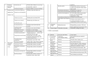 2 Membantu Escherichia coli Membusukkan makanan d,i usus besar,
pencernaan
makanan
menghasilkan vitamin K
Aerobacteraerogenes Saprobe didalam usus besarvertebrata
3 Membuat jenis Lactobacillusbulgaricus, Membuat yogurt dari bahan susu
I
makanan dan Streptococcusthermophilus
miniman baru
I
Streptococcuslactis Membuat kefir dari bahan SUSl1
Streptococcuscremoris, Membuat keju dari bahan susu
I
lactobacilluscasei
Lactobacillusbrevis Membuat asinan buah-buahn dan
sayuran
Acetobacteraceti,
Gluconobaci"er
Membuat asam cuka dari alkohol
Pediococcuscerevisiae Membuat sosis dari daging
Acetobacterxylinum Membuat nata de coco dari air kelapa
Acetobacterpasteurianus Membuat nata de sov dari air sisjL
pembuatan tahu dan tempe
Propionibecteriumshermani Menghasilkan asam lemak ( asam
propionate) mengeraskan keju ( keju
cheddar dan keju Swiss)
Corynebacterium
glutamicum,
Memproduksi asam amino untuk
Brevibacteriumflafum membut MSG ( Mono Sodium Glutamat)
4 Obat-obatan, Streptomyses griseus Menghasilkan antibiotic stretomisin
antibiotik,
vitamin,
Streptomyses rimosus Menghasilkan antibiotic tetrasiklin
enzim
Streptomyses venezuelae (
bakteri
Menghasilkan antibiotic kloramfenikol
,
mirip jamur )
Streptomycesaureojaciens Menghasilkan antibiotic aureomisin
(klortetrasiklin)
Bacilluspolymyxa Menghasilkan antibiotic polimyxin B
(mengobati infeksi bakteri Gram
negative)
Bacillussubtilis Menghasilkan antibiotic basitrasin da
subtilin untuk mengobati infeksi bakteri
Gram positif
Pseudomonasdenitrijicans Menghasill<an vitamin B12
Propionibacteriumshermanii Menghasilkan vitamin B12
Agrobacteriumtumefaciens Pi vector dalam rekayasa genenyebab
tumor crown gail,tetapi dapat
dimanfaatkan sebaga
Clostridiumacetobutylicum Membuat aseton dan butanol
Strain bakteri hasil, rekayasa
gen
Membuat enzim,vitamin,hormone (
contohnya Escherichia coli yang
menghasilkan hormone insulin sintetis )
5
Penghasil
biogas
Mathanobacterium Menghasilkan gas metana ( CH4) dari
bahan sampah dan kotoran hewan ternak
6 Industri logam Thiobacillus ferrooxidas Memisahkan tembaga dari bijinya
B. Bakteri yang merugikan
No Manfaat Jenis atau nama bakteri Fungsi bakteri
1
Clostridium
botulinum
Tanah,feses
hewan,makanan kaleng
Menyebabkan keracunan makanan (
botulisme)
2
Clostridium
tetani
Manusia Penyakit tetanus ( kejang otot )
3
Bordetella
pertussis
Manusia Menyebabkan batuk rejan
4
Treponema
pallidum
pertenue
Manusia
Penyakit frambosia ( infeksi pada kulit
lengan atau kaki yang biasanya diderita
anak-anak usia dibawah 15 tahun )
5
Treponema
pallidum
Manusia Menyebabkan penyakit kelamin sifilis
6
Neisseria
gonorrhoeae
Manusia Kencing nanah pada wanita dan laki-Iaki
7
Mycobacterium
tuberculosis
Manusia Menyebabkan penyakit paru-paru (TBC)
8
Mycobacterium
leprae
Manusia Menyebabkan penyakit leprae
 