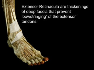 Slideshow: Anterior Leg | PPT