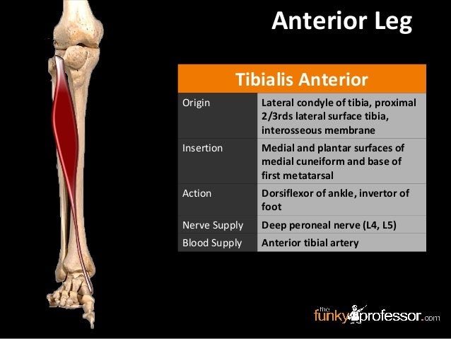 Slideshow: Anterior Leg