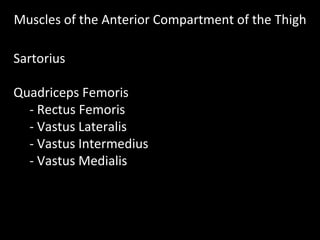 Muscles of the Anterior Compartment of the Thigh
Sartorius
Quadriceps Femoris
- Rectus Femoris
- Vastus Lateralis
- Vastus Intermedius
- Vastus Medialis
 