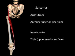 Sartorius
Arises from
Anterior Superior Iliac Spine
Inserts onto
Tibia (upper medial surface)
 