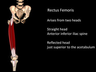 Arises from two heads
Straight head
Anterior inferior iliac spine
Reflected head
just superior to the acetabulum
Rectus Femoris
 