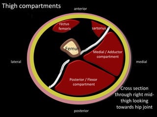 Femur
Septa
Septa
Thigh compartments
mediallateral
posterior
anterior
Cross section
through right mid-
thigh looking
towards hip joint
Posterior / Flexor
compartment
Medial / Adductor
compartment
sartorius
rectus
femoris
 