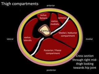 Femur
Septa
Septa
Thigh compartments
mediallateral
posterior
anterior
Cross section
through right mid-
thigh looking
towards hip joint
Posterior / Flexor
compartment
Medial / Adductor
compartment
sartorius
rectus
femoris
vastus
medialis
vastus
lateralis
 