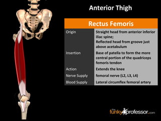 Anterior Thigh
Rectus Femoris
Origin Straight head from anterior inferior
iliac spine;
Reflected head from groove just
above acetabulum
Insertion Base of patella to form the more
central portion of the quadriceps
femoris tendon
Action Extends the knee
Nerve Supply femoral nerve (L2, L3, L4)
Blood Supply Lateral circumflex femoral artery
 