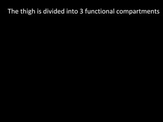 The thigh is divided into 3 functional compartments
 