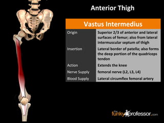 Anterior Thigh
Vastus Intermedius
Origin Superior 2/3 of anterior and lateral
surfaces of femur; also from lateral
intermuscular septum of thigh
Insertion Lateral border of patella; also forms
the deep portion of the quadriceps
tendon
Action Extends the knee
Nerve Supply femoral nerve (L2, L3, L4)
Blood Supply Lateral circumflex femoral artery
 