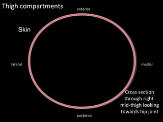 Skin
Thigh compartments
mediallateral
posterior
anterior
Cross section
through right
mid-thigh looking
towards hip joint
 
