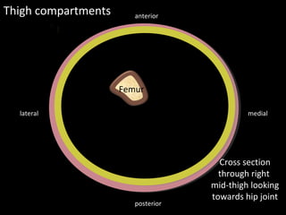 Femur
Septa
Septa
Thigh compartments
mediallateral
posterior
anterior
Cross section
through right
mid-thigh looking
towards hip joint
 