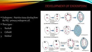 Sexual reproduction in flowering plants | PPTX