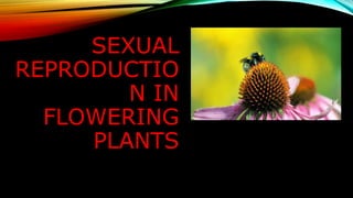 SEXUAL
REPRODUCTIO
N IN
FLOWERING
PLANTS
 