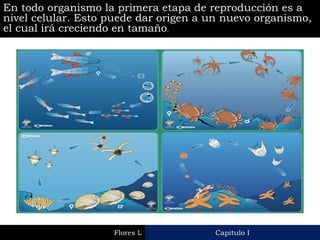 Capitulo I 
Flores L 
En todo organismo la primera etapa de reproducción es a nivel celular. Esto puede dar origen a un nuevo organismo, el cual irá creciendo en tamaño.  