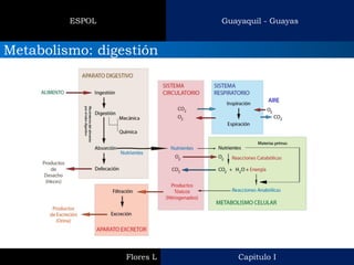 Guayaquil - Guayas 
ESPOL 
Metabolismo: digestión 
Capitulo I 
Flores L  