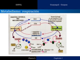 Guayaquil - Guayas 
ESPOL 
Metabolismo: respiración 
Capitulo I 
Flores L  