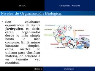 Capitulo I 
Flores L 
Guayaquil - Guayas 
ESPOL 
Niveles de Organización Biológica: 
•Son eslabones organizados de forma jerárquica, es decir, están organizados desde lo más simple hasta lo más complejo. En términos bastante simples, estos niveles se utilizan para clasificar materia, de acuerdo a su tamaño y/o cantidad.  
