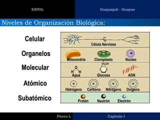 Capitulo I 
Flores L 
Guayaquil - Guayas 
ESPOL 
Niveles de Organización Biológica: 
Subatómico 
Atómico 
Molecular 
Organelos 
Celular 
O 
H 
H 
CH2OH 
Electrón 
Neutrón 
Protón 
Nitrógeno 
Carbono 
Hidrógeno 
Oxígeno 
ADN 
Glucosa 
Agua 
Núcleo 
Cloroplasto 
Mitocondria 
Célula Nerviosa  