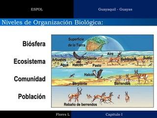 Capitulo I 
Flores L 
Guayaquil - Guayas 
ESPOL 
Niveles de Organización Biológica: 
Rebaño de berrendos 
Halcón 
Agua 
Superficie de la Tierra 
Berrendos 
Halcón 
Pasto 
Berrendos 
Serpiente 
Arbustos 
Suelo 
Aire 
Serpiente 
Población 
Comunidad 
Ecosistema 
Biósfera  