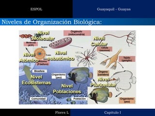 Capitulo I 
Flores L 
Guayaquil - Guayas 
ESPOL 
Niveles de Organización Biológica:  