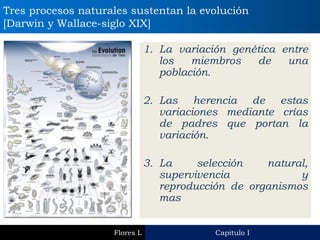 Capitulo I 
Flores L 
Tres procesos naturales sustentan la evolución [Darwin y Wallace-siglo XIX] 
1.La variación genética entre los miembros de una población. 
2.Las herencia de estas variaciones mediante crías de padres que portan la variación. 
3.La selección natural, supervivencia y reproducción de organismos mas 