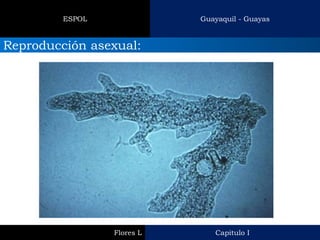 Capitulo I 
Flores L 
Guayaquil - Guayas 
ESPOL 
Reproducción asexual:  