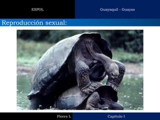 Capitulo I 
Flores L 
Guayaquil - Guayas 
ESPOL 
Reproducción sexual:  