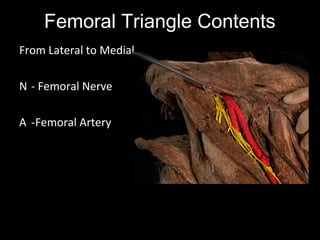 Femoral Triangle Contents
From Lateral to Medial
N - Femoral Nerve
A -Femoral Artery
 