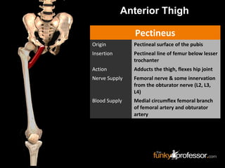 Slideshow: Femoral Triangle | PPT
