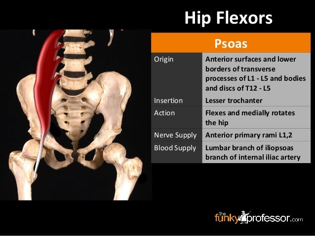 Slideshow: Femoral Triangle