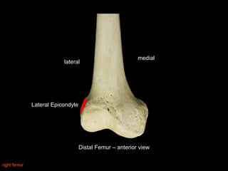 Slideshow: Femur | PPTX