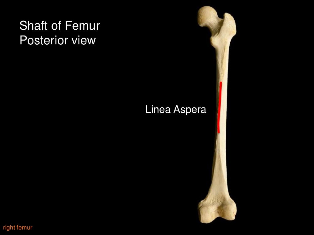 Slideshow Femur