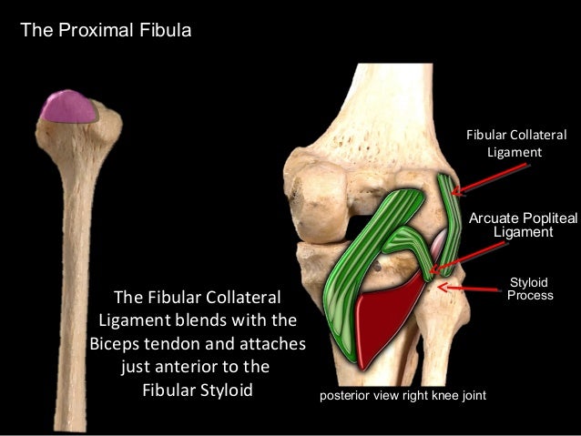 Slideshow: Fibula