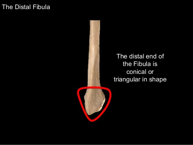 distal fibula distal fibula