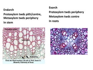 Ch 5-anatomy-flowering-plants | PPTX