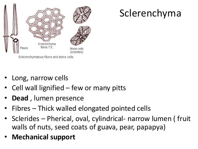 Sclerenchyma tissues Sclerenchyma tissues