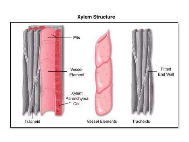 Ch 5-anatomy-flowering-plants