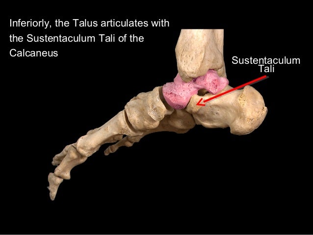 Slideshow: Foot Bones