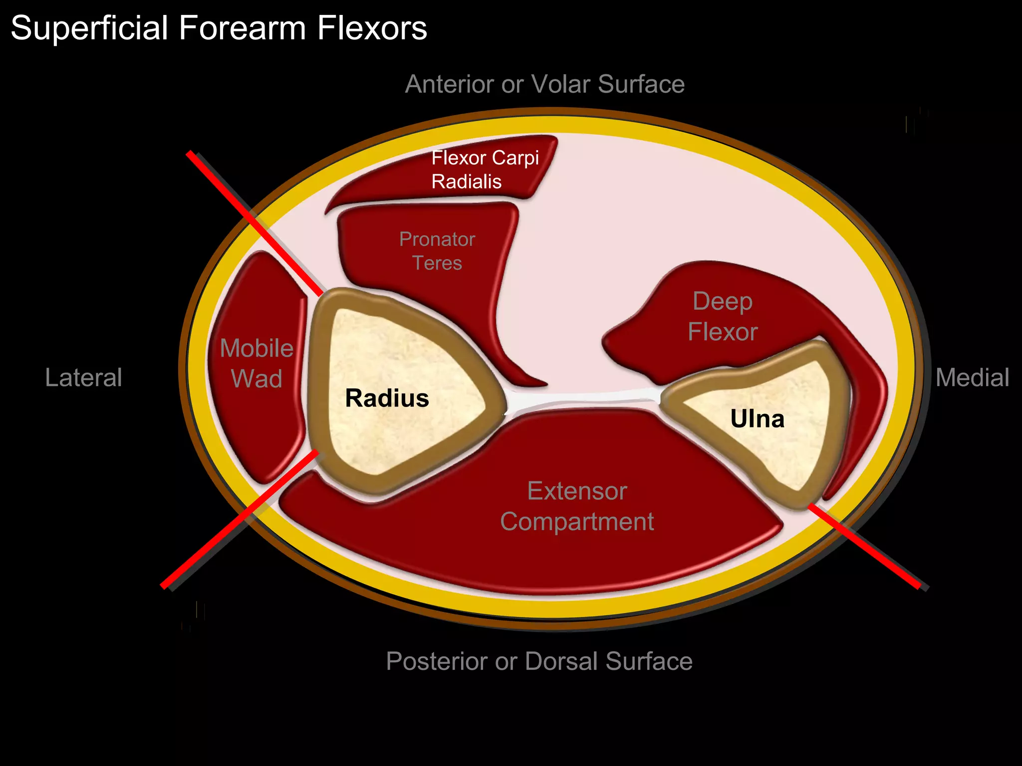 Funky Professor forearm superficial flexors | PPT