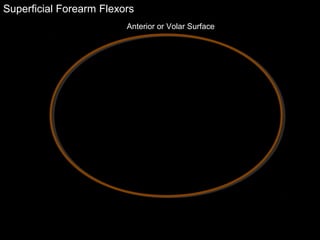 Superficial Forearm Flexors
Anterior or Volar Surface
 