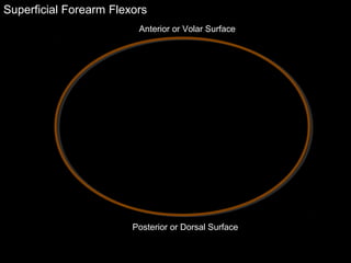 Superficial Forearm Flexors
Anterior or Volar Surface
Posterior or Dorsal Surface
 