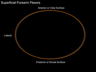 Superficial Forearm Flexors
Anterior or Volar Surface
Posterior or Dorsal Surface
Lateral
 