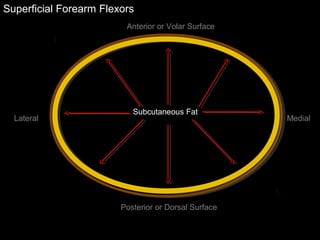 Superficial Forearm Flexors
Anterior or Volar Surface
Posterior or Dorsal Surface
Lateral Medial
Subcutaneous Fat
 