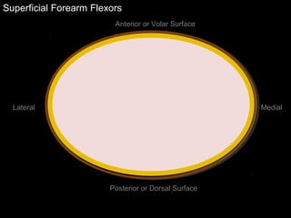 Superficial Forearm Flexors
Anterior or Volar Surface
Posterior or Dorsal Surface
Lateral Medial
 